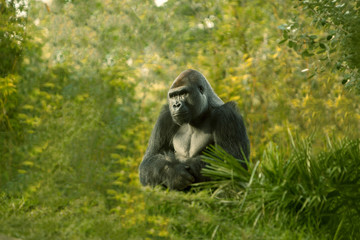 Large Male Gorilla 