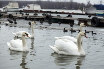 Obraz premium Beautiful swans swim in the frozen river Danube in winter season.