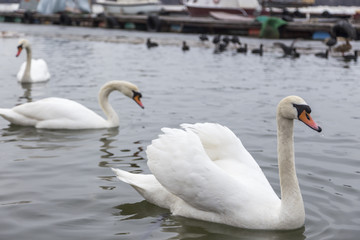 Beautiful swans swim in the frozen river Danube in winter season.