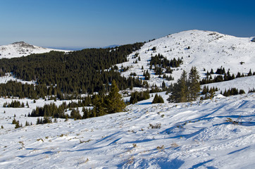 Fototapeta na wymiar Green pine tree forest in snowy winter mountain