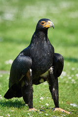 Verreaux's eagle (Aquila verreauxii)
