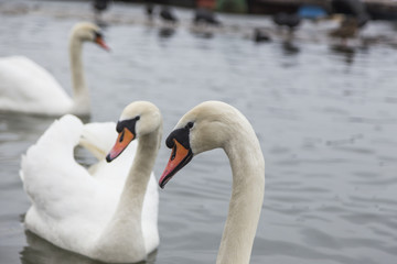 Beautiful swans swim in the frozen river Danube in winter season.