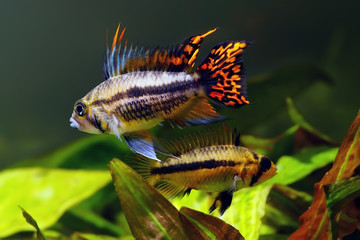 cockatoo dwarf cichlid © mikhailg