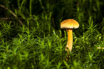 mushroom macro photo