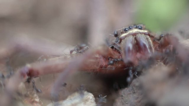 Macro of a group of ants attacking and eating a giant crab spider in the mountain, Lots of small ants carry dead spider to nest for food-Dan