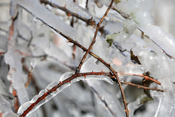 hielo espino helado U84A2910-f17