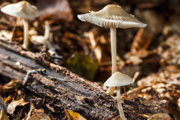mushroom macro photo