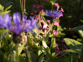 Wilde Gartenblumen, Frühling