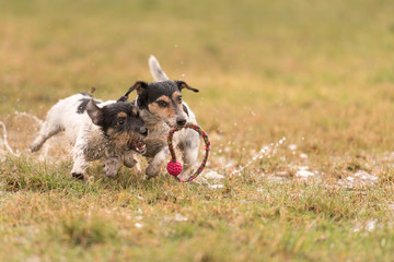 Zwei spielende Hunde im Regen - Jack Russell Terrier