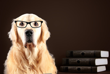 Golden Retriever dog in glasses sitting on black background with books
