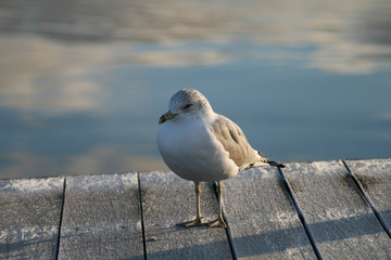 Seagull on a frosty dock