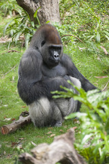 Gorilla