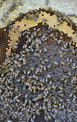 Vertical frame hive of bees, drones, sealed honey and brood closed