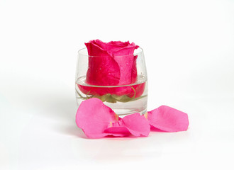 Rose bud in glass with water and petals