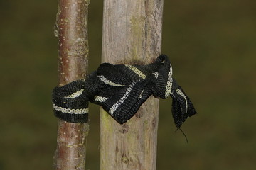 Band mit Knoten um einen jungen Baum und einer Holzlatte