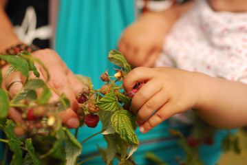Baby picking and eating fresh organic raspberry fruit directly from the bush