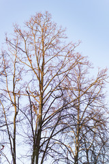 Tree covered with snow against the blue sky