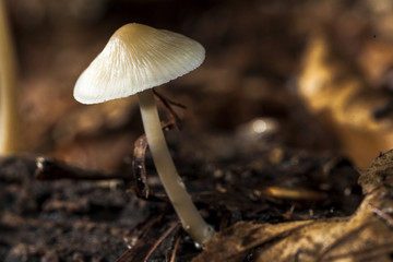 mushroom macro photo