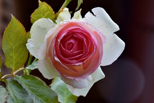 Wassertropfen schm&uuml;cken die Bl&uuml;te der Rose "Herberstein"