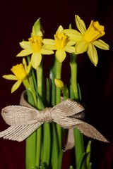 Yellow daffodils on a dark claret background