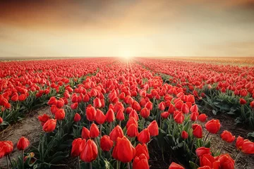 Poster de jardin Tulipe tulip field with sunset