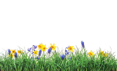 Green grass lawn spring flowers, isolated on white. Floral natur