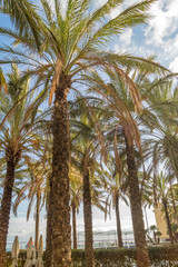 palm trees in the foreground of the sea, illuminated by the sun