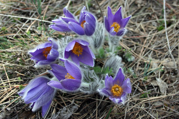 pasque-flower in the spring slope of the Crimean mountains