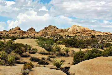 Joshua Tree National Park, Mojave Desert, California