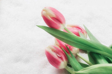 Tulips in the snow