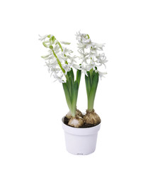 white fresh hyacinth blooming flowers in pot isolated on white background