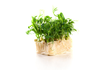 Organic pea sprouts in white background