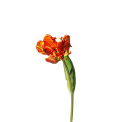 Red Parrot Tulip isolated on white