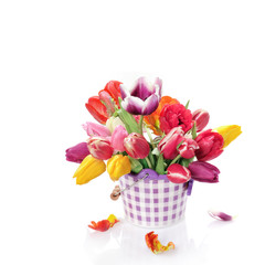 Tulips in flowerpot. Isolated on white background