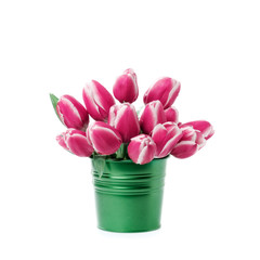 Pink tulips in a pot isolated on a white background