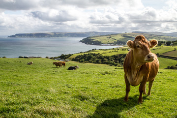 Irish Cow - obrazy, fototapety, plakaty