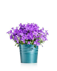 Campanula pink bell flowers in a bucket isolated on a white background