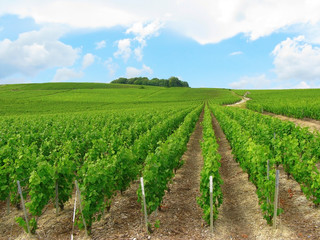 Fototapeta na wymiar Vineyard in Champagne, France