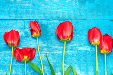 Tulips. Easter. Red tulips on a background of blue boards. Spring flowers. Easter 2016. Springtime. Toned image