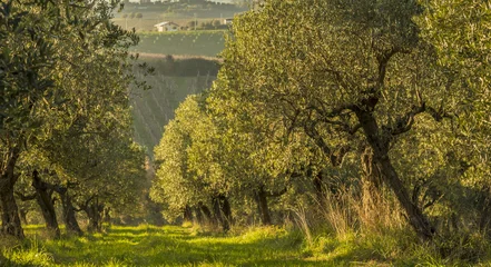 Photo sur Plexiglas Olivier Mediterranean olive field with old olive tree in Monteprandone (Marche) Italy.