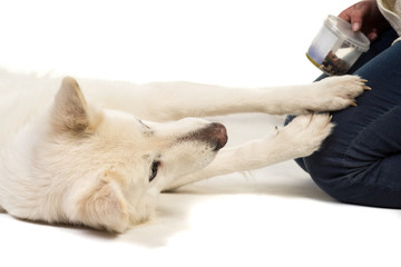 White swiss shepherd dog lying begging for treats isolated  a wh