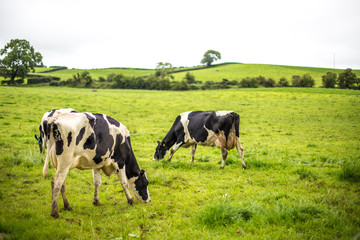 Irish cow eating grass in Ireland