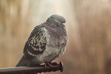 Pigeon