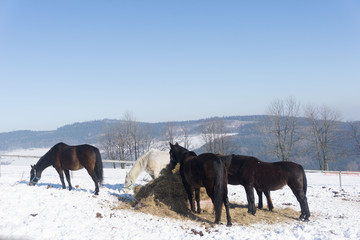 horses eat hay in the winter