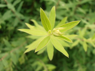 Pflanze wächst der Sonne entgegen