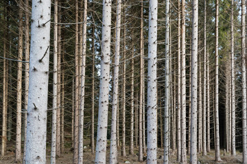 Dense forest with tree trunks all over