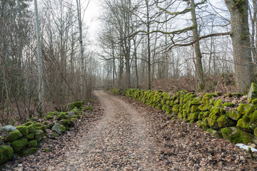 Obraz premium Mossy stone walls along a country road