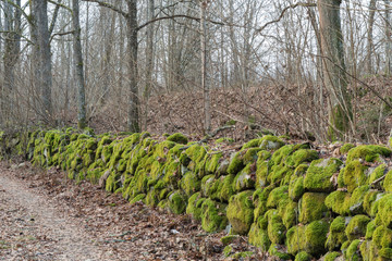 Moss-grown stone wall