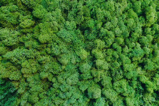 live green moss on decorated wall, background and texture