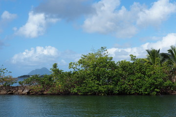Fototapeta na wymiar Martinique L'Anse Poirier Rivière Pilote